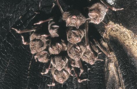 Vampire Bats That Socialize Together Have a Similar Microbiome | Discover Magazine