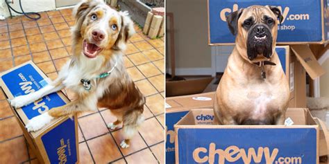 Has Chewy.com proven that online sales are going to the dogs? - RetailWire