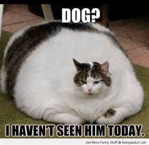 Fattest. Cat. Ever. | Funny cat pictures, Silly cats pictures, Silly cats