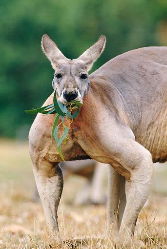 What Do Kangaroos Eat | Kangaroos Diet