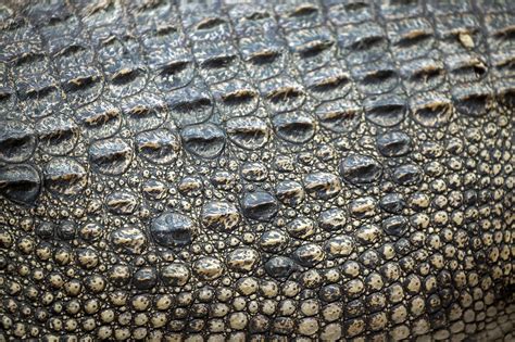 black crocodile #leather #crocodile #texture #leather #crocodile #skin ...