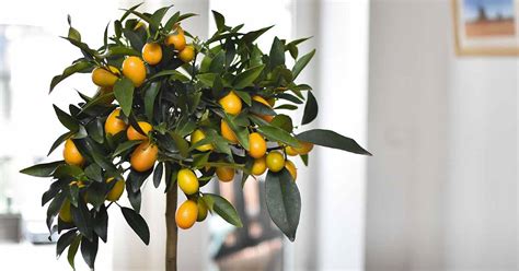 Learn How to Grow Citrus Trees Indoors | Gardener's Path