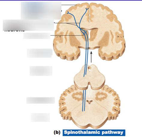 spinothalamic pathway Diagram | Quizlet