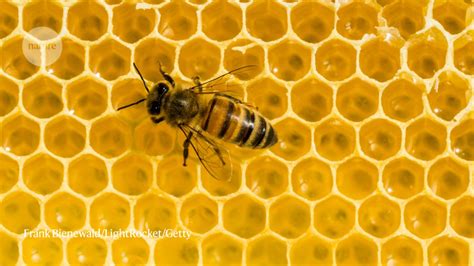 X-rays reveal how bees achieve an engineering marvel: the honeycomb ...