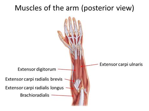 Extensor Carpi Radialis Brevis Muscle With Arm And Hand Bones Outline Diagram ...