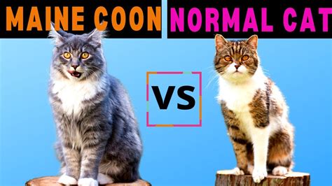 Maine Coon Cat vs Normal Cat - Should you get a NORMAL CAT or a MAINE COON? - YouTube