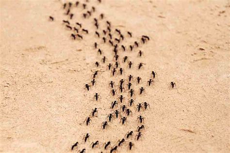 Ant Pheromones: How Trail Pheromone & Others Work