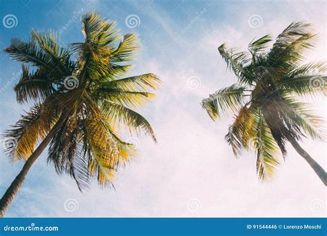 Vintage Palm Trees stock photo. Image of beverly, luxury - 91544446