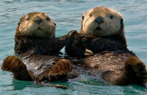 Sea otters hold hands while sleeping: the cutest thing you’ll ever see ...