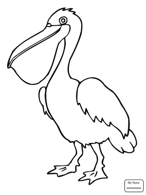 Brown Pelican Drawing at GetDrawings | Free download