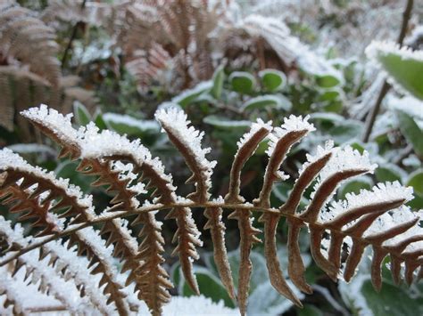 Frosty fern - a photo on Flickriver