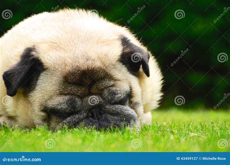 Sleeping Fawn Pug stock image. Image of male, grass, sunshine - 43459127