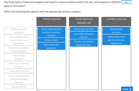 Solved The three types of mechanoreceptors are found in | Chegg.com