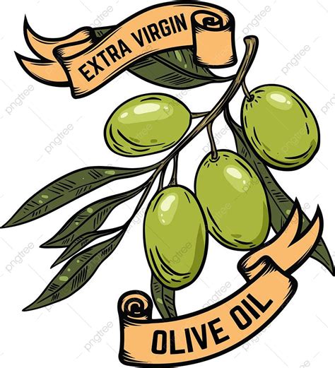 Extra Virgin Olive Oil, Olive Drawing, Oil Drawing, Olive Sketch PNG and Vector with Transparent ...