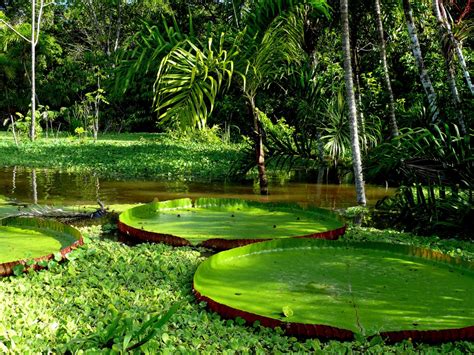 Photo of the day: Giant Lily pads in Amazon Rainforest