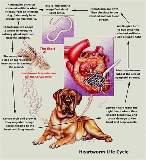 Heartworm Adult