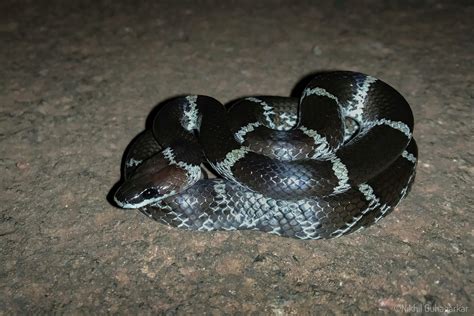 Notes from the Field: Rescuing a Common Krait - WOTR