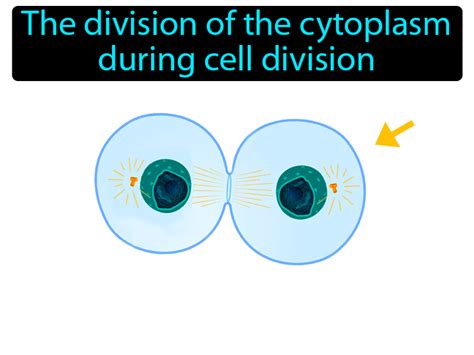 Cytokinesis Definition & Image | GameSmartz