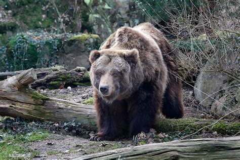 Grizzly Bear Photos, Grizzly Bear Images, Nature Wildlife Pictures | NaturePhoto