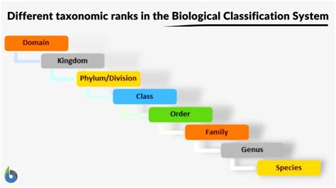 Species Classification