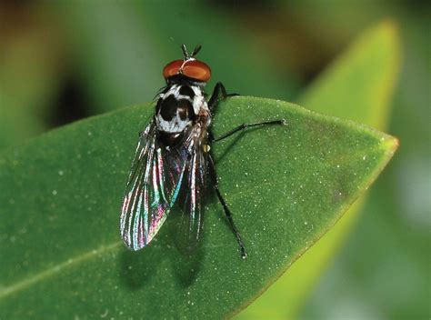 Anthomyiid fly | Parasitic, Plant-Feeding, Larvae | Britannica