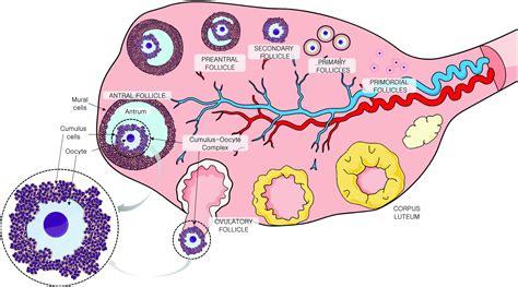 Redox Biology of Human Cumulus Cells: Basic Concepts, Impact on Oocyte Quality, and Potential ...