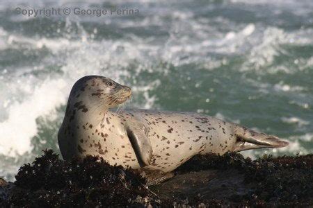 Harbor Seal Facts | Harbor Seal Diet & Habitat