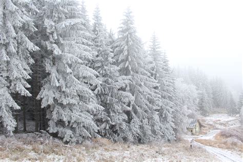 Pine Trees Covered In Snow · Free Stock Photo