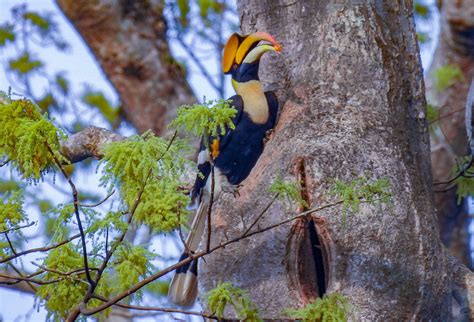 Nesting Curiosities of the Great Hornbill | RoundGlass | Sustain