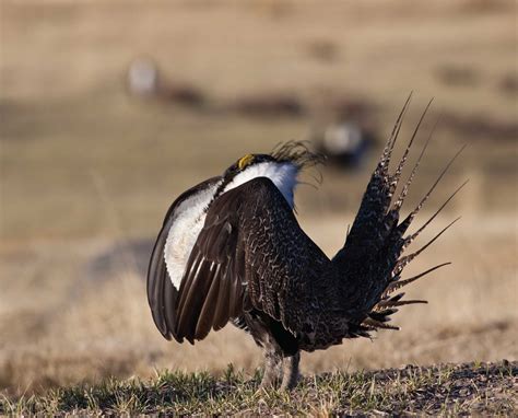 Gunnison Sage-grouse, Identification, Conservation, and Habitat