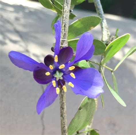 Sonoran Desert Museum. | Sonoran desert, Fauna, Flora