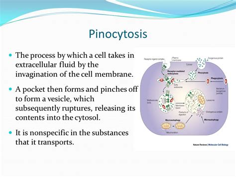 Pinocytosis: What Is It, How It Occurs, And More Osmosis, 47% OFF