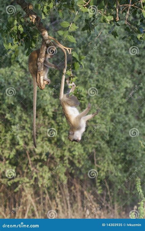 Vervet Monkey Doing Gymnastics. Royalty Free Stock Photo - Image: 14303935