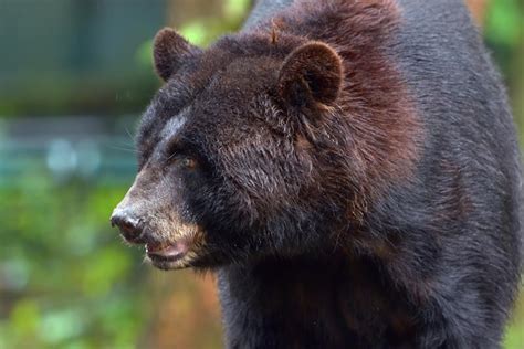 Premium Photo | Close up photo of american black bear