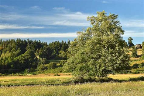 Alnus rubra (Red Alder)