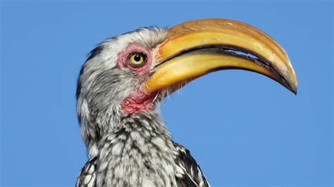 Hornbills’ Giant Beaks Help Them Cool Off in the Desert Heat - The ...