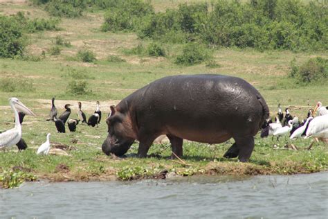 Wildlife in Queen Elizabeth national park | Uganda wildlife safaris