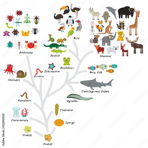 Vetor de Evolution in biology, scheme evolution of animals isolated on ...