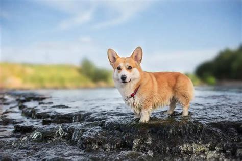 Corgi Facts: 100 Interesting Facts About Corgis - Corgi Care