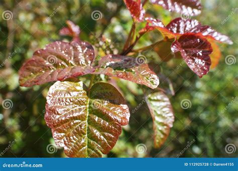 Western Poison Oak Leaves In Northern California Stock Photo ...