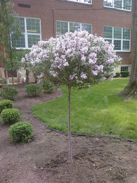 Best 25+ Dwarf lilac tree ideas on Pinterest | Dwarf lilac, Dwarf ...