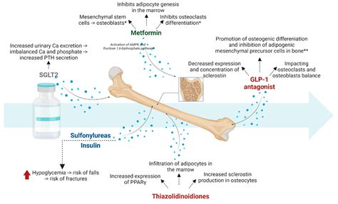 Biomedicines | Free Full-Text | Treatment of Diabetes and Osteoporosis—A Reciprocal Risk?