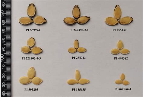 Frontiers | Identification of the egusi seed trait locus (eg) and its ...