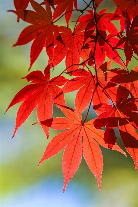 10 RED JAPANESE MAPLE Tree Bloodgood Ornamental Acer Palmatum Seeds | eBay