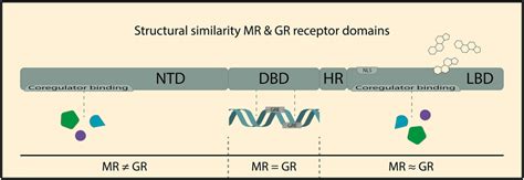 Structure and functional domains of the mineralocorticoid receptor (MR ...