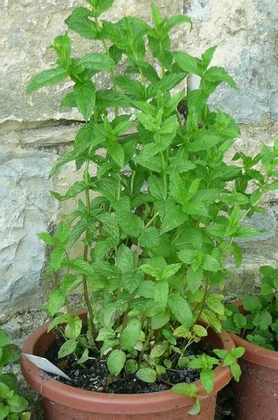 Mentha Plant Growing & Care Guide for Gardeners