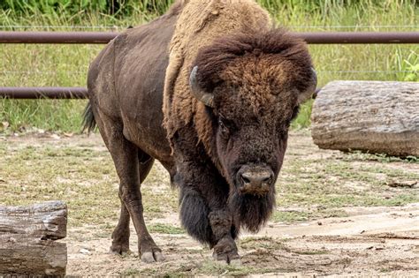 Farewell to a Beloved Zoo Icon: Saying Goodbye to Boomer the Bison – Sedgwick County Zoo