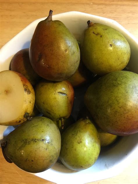 My Love Affair with Seckel Pears | An Expat Returns