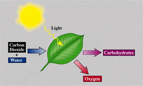 Photosynthesis Process Animation