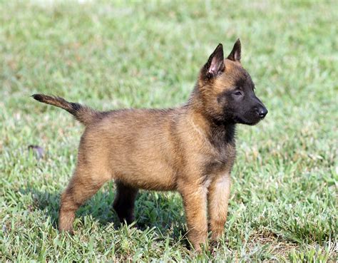 Except for the short-haired Belgian Malinois, which needs fifteen ...